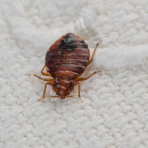 Bed Bugs, Pest Control in Newbury Park, Gants Hill, IG2. Call Now! 020 8166 9746