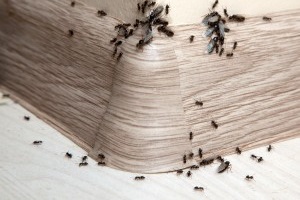 Ant Control, Pest Control in Newbury Park, Gants Hill, IG2. Call Now 020 8166 9746