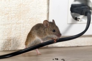 Mice Control, Pest Control in Newbury Park, Gants Hill, IG2. Call Now 020 8166 9746