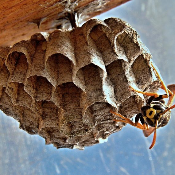 Wasps Nest, Pest Control in Newbury Park, Gants Hill, IG2. Call Now! 020 8166 9746