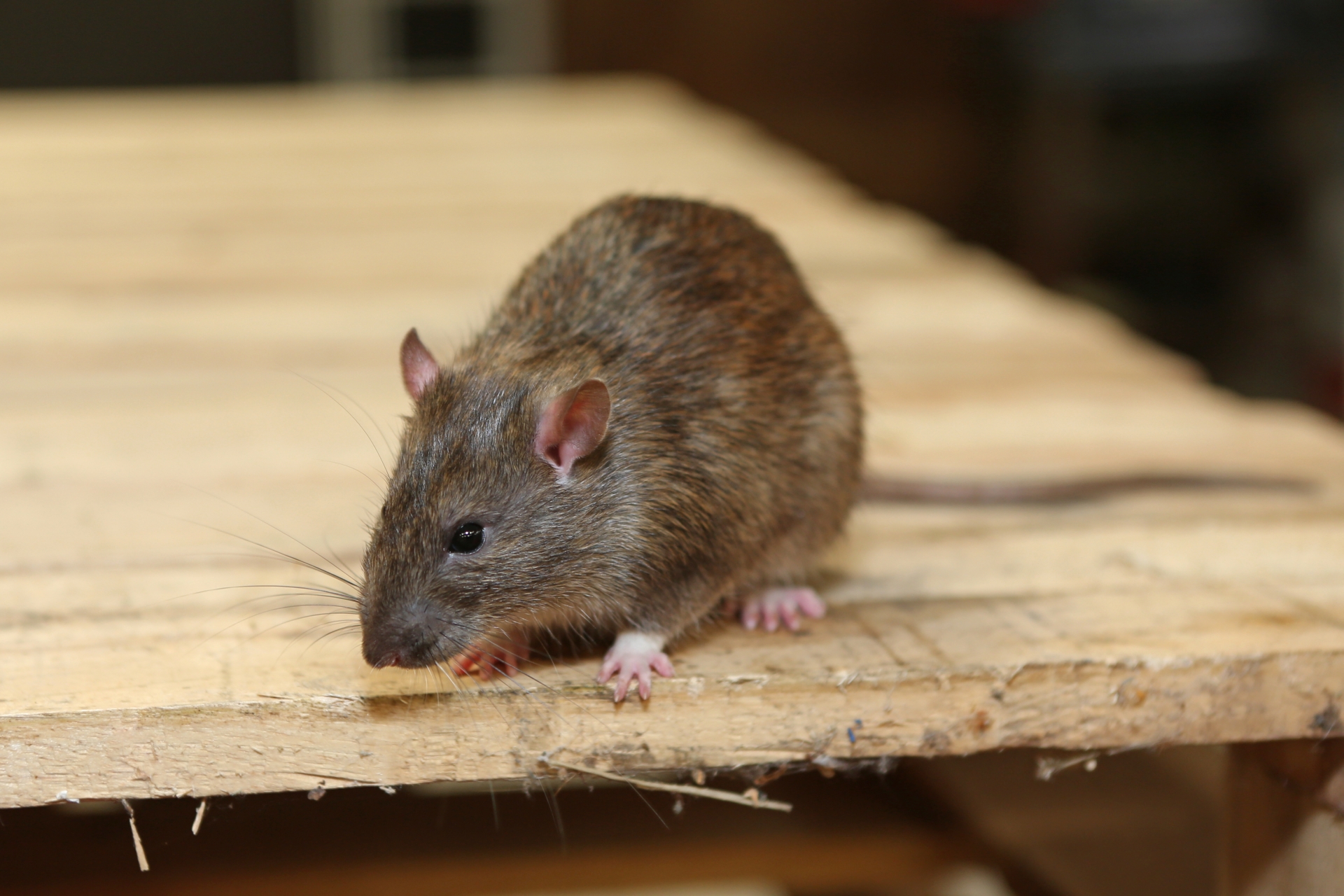 Rat extermination, Pest Control in Newbury Park, Gants Hill, IG2. Call Now 020 8166 9746
