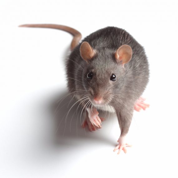 Rats, Pest Control in Newbury Park, Gants Hill, IG2. Call Now! 020 8166 9746