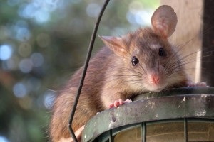 Rat Infestation, Pest Control in Newbury Park, Gants Hill, IG2. Call Now 020 8166 9746