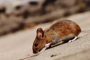 Mouse extermination, Pest Control in Newbury Park, Gants Hill, IG2. Call Now 020 8166 9746