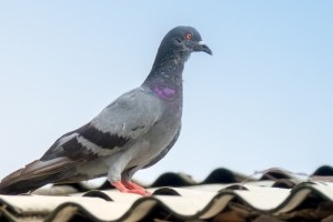 Pigeon Pest, Pest Control in Newbury Park, Gants Hill, IG2. Call Now 020 8166 9746